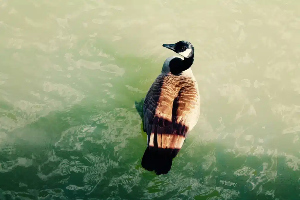 Canadian goose swimming in green lake water