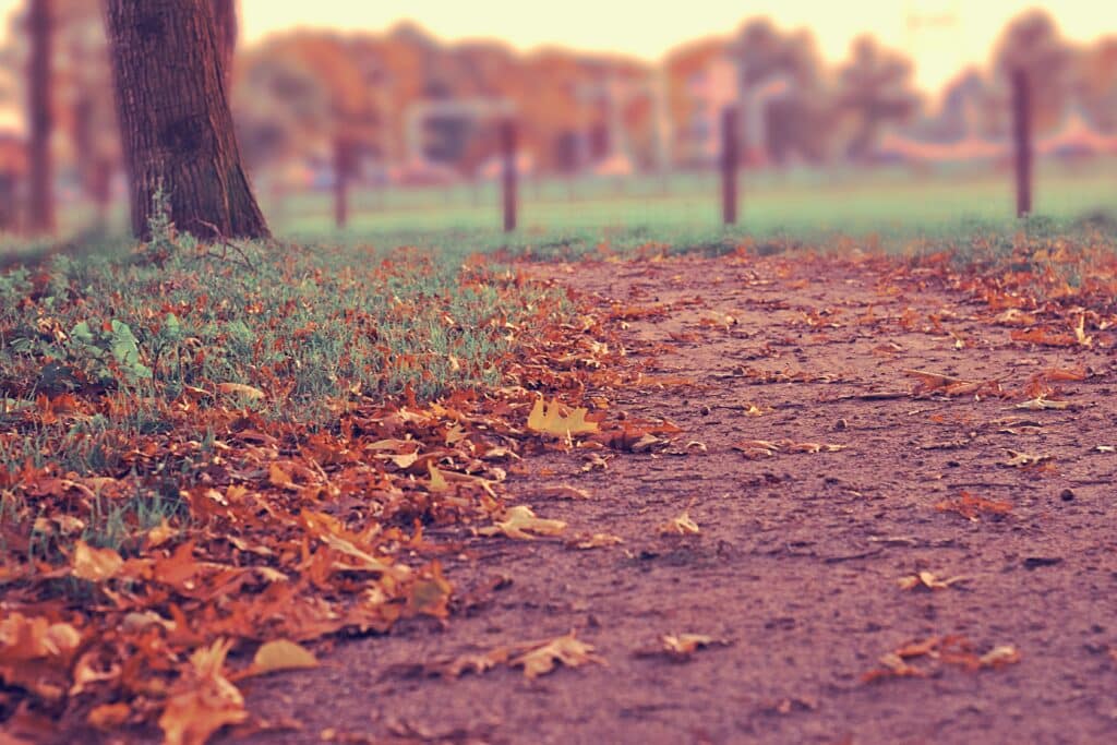 Dirt trail with red leaves